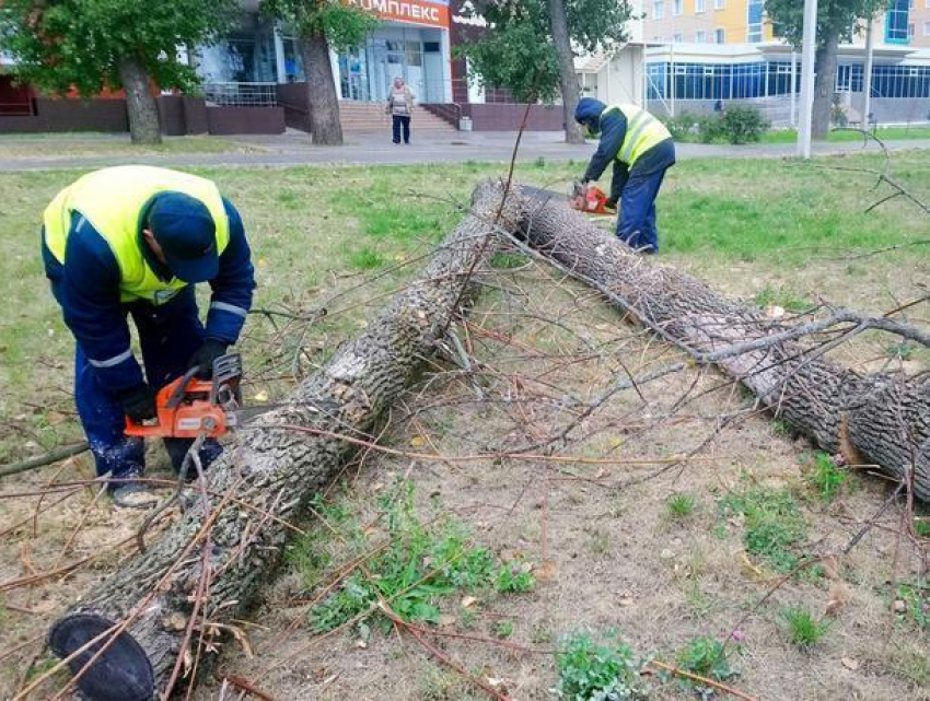 Сухостою вынесли приговор в центре Воронежа 