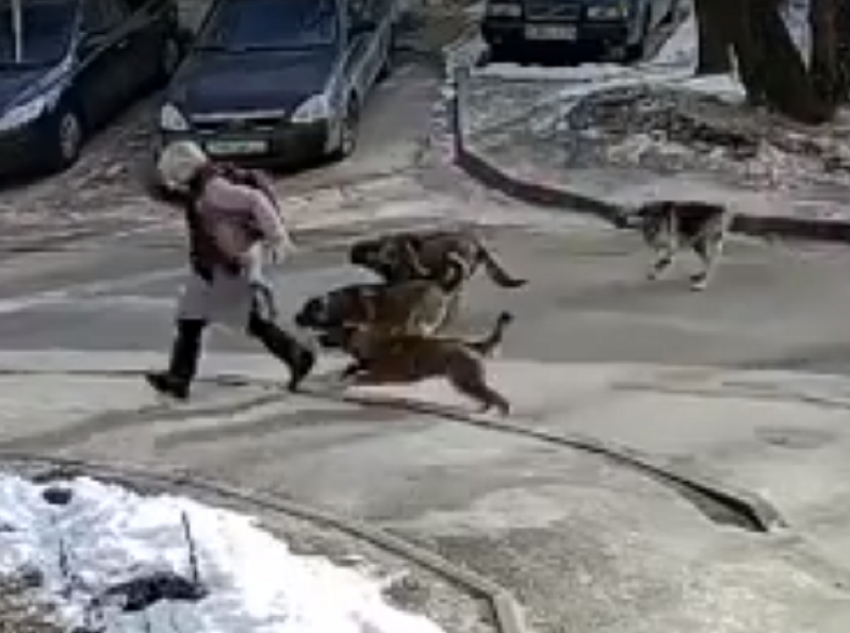 Нападение стаи собак на девочку попало на видео в Воронеже 