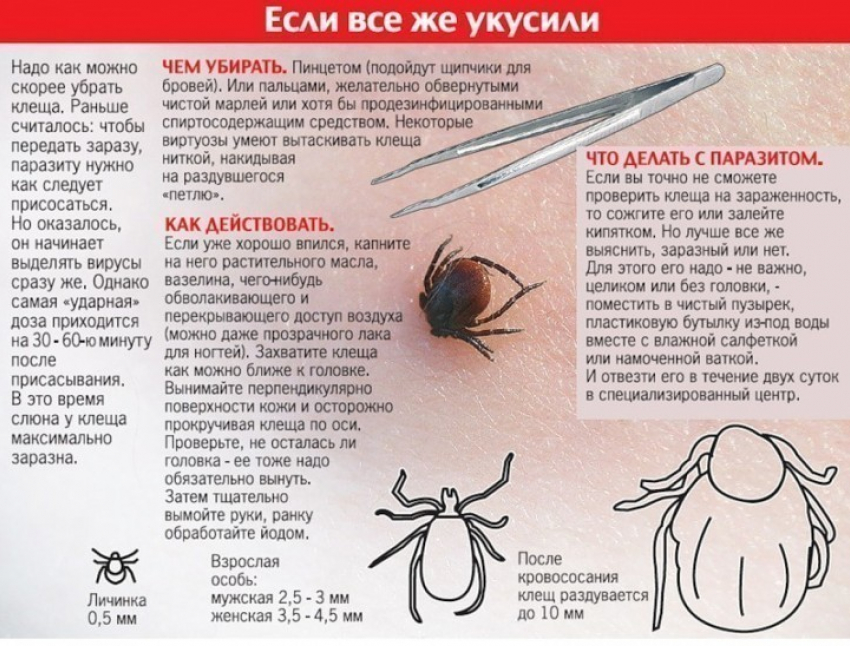 В Воронежской области 26 человек укусили клещи