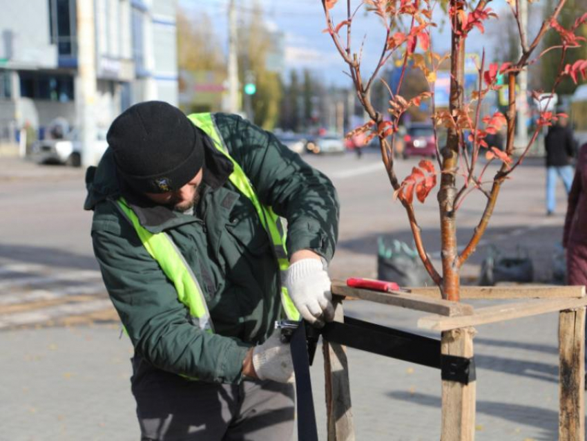 Посадку деревьев перед зимними холодами объяснили воронежские чиновники