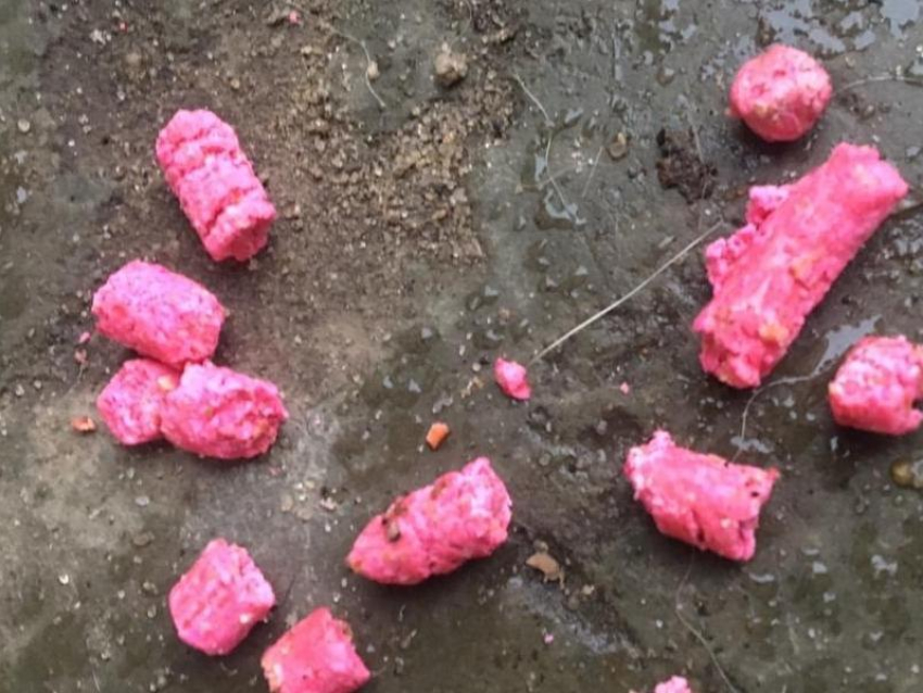 Воронежцев предупредили о розовом способе убийства уличных собак