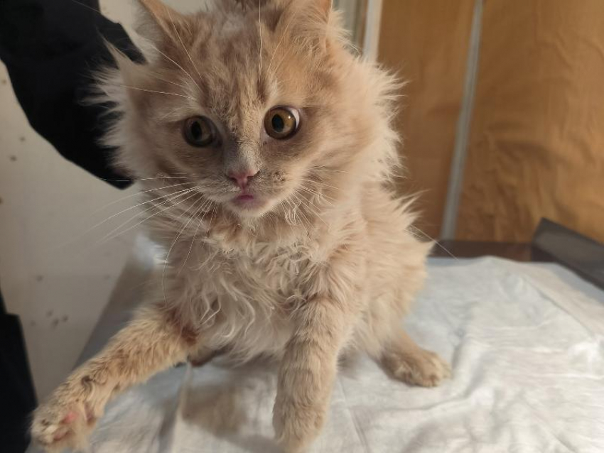 Запертые в квартире коты оказались вынуждены есть сородичей в Воронеже 