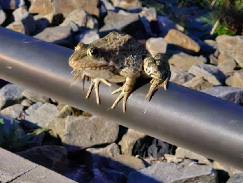 Царевну-лягушку встретили на воронежском мосту