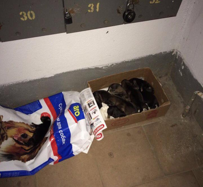 Воронежец выбросил восемь новорожденных щенят умирать на жутком морозе в пакете 