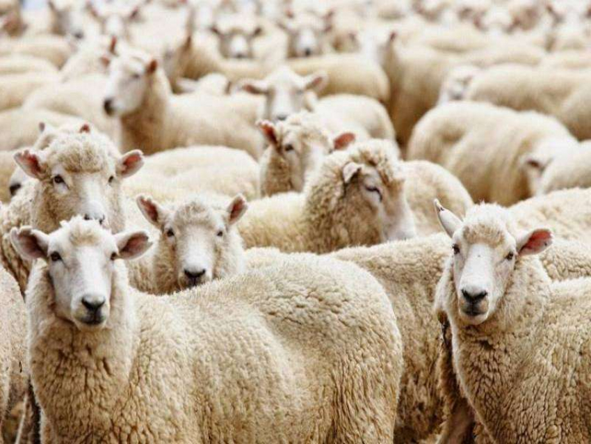 Фермер украл отару овец из соседнего села в Воронежской области