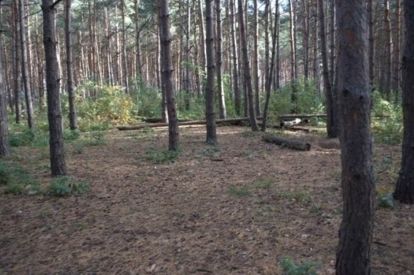 Воронежский Северный лес официально стал природным парком областного значения