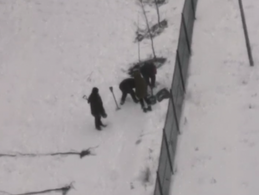 Посадку деревьев в снег раскритиковали воронежцы 