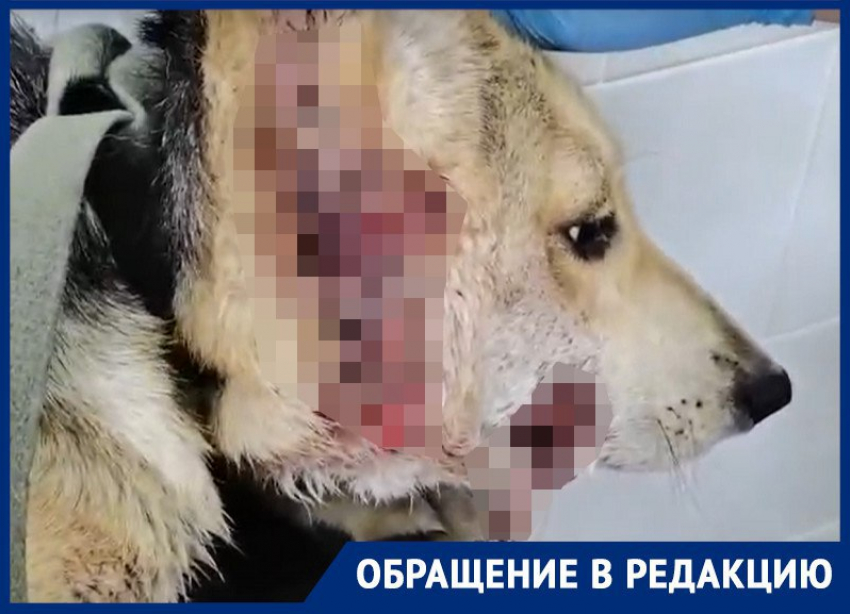 Бедная Лиза: собаку с развороченной мордочкой спасает владелец приюта «Дора» в Воронеже 