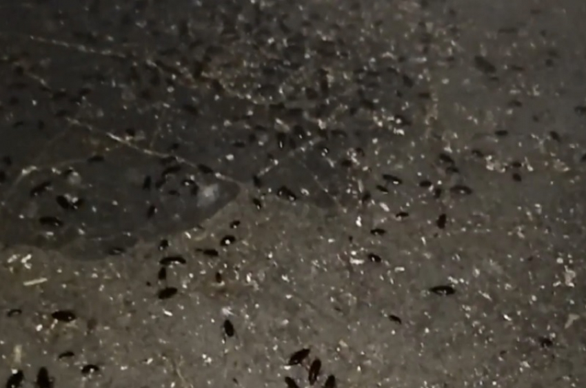 Полчища тараканов и крыса за Воронежской синагогой попали на видео