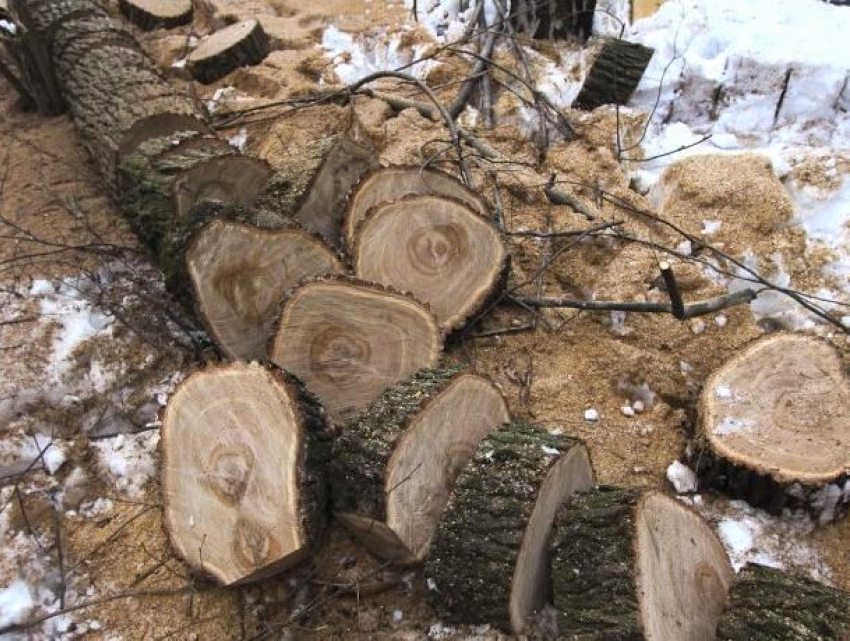 Воронежцы три недели воровали дубы под носом у лесников