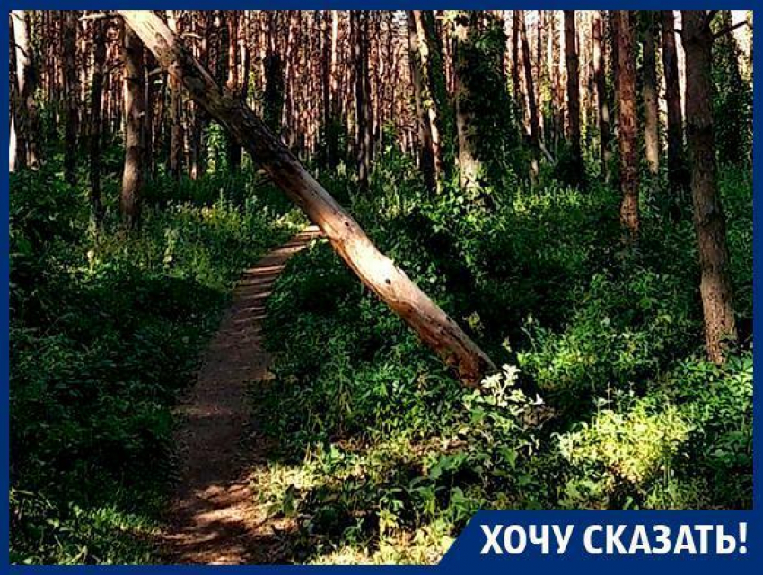 Наш лес травят, – жительница Северного микрорайона Воронежа