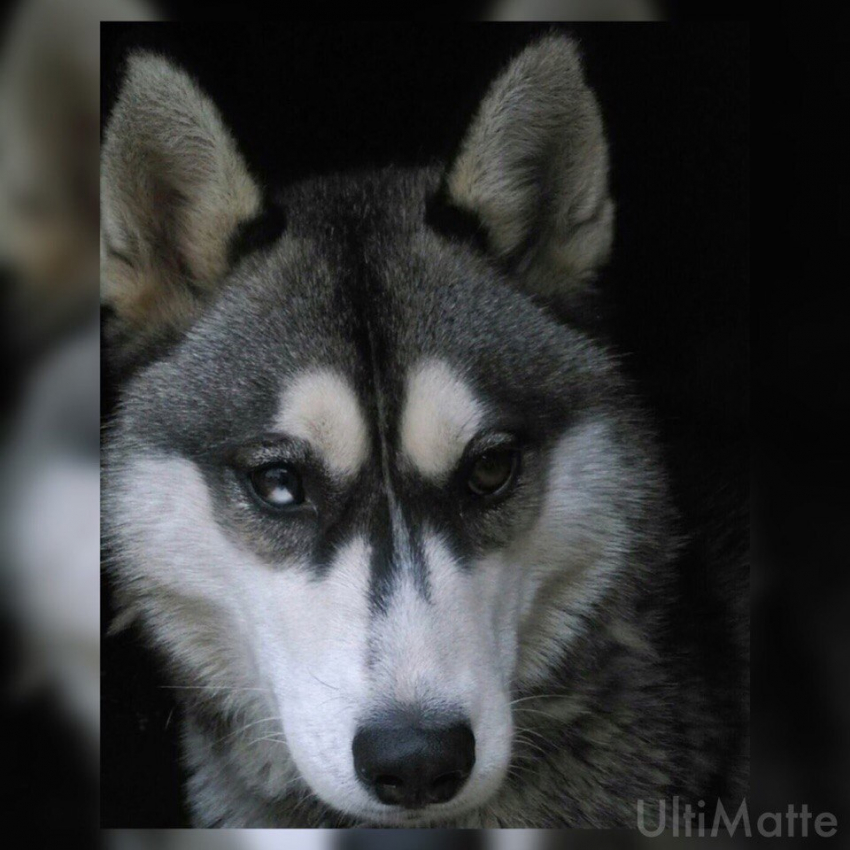 В Воронеже пропала собака хаски необычайной красоты