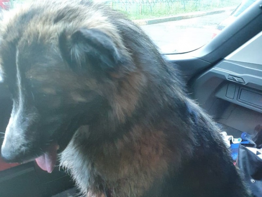 Бездомного пса спасли после выстрела из гарпуна в Воронеже