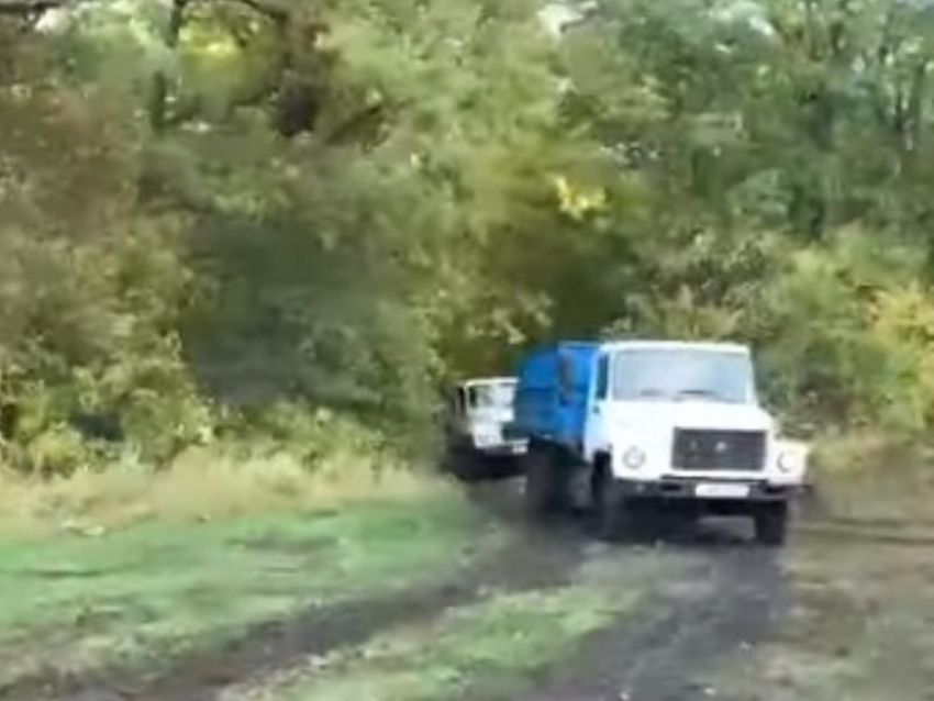 Воронежцы усомнились в действиях «санитаров леса» 