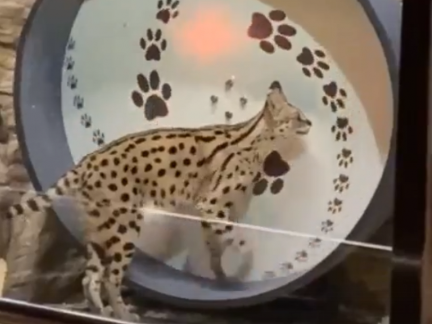 Бэби-гепарда, вертящего колесо, засняли на видео в Воронежском зоопарке