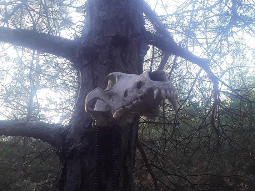 Змеи в банке и череп на дереве: воронежцы наткнулись на жуткие атрибуты в лесу