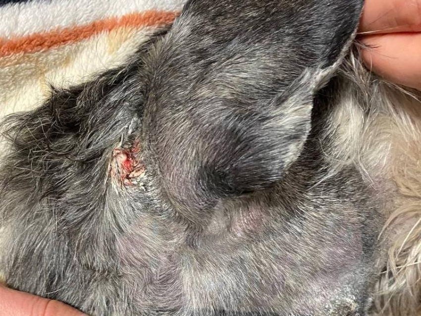Защищался голыми руками: алабай напал на мужчину и его собаку в Воронеже