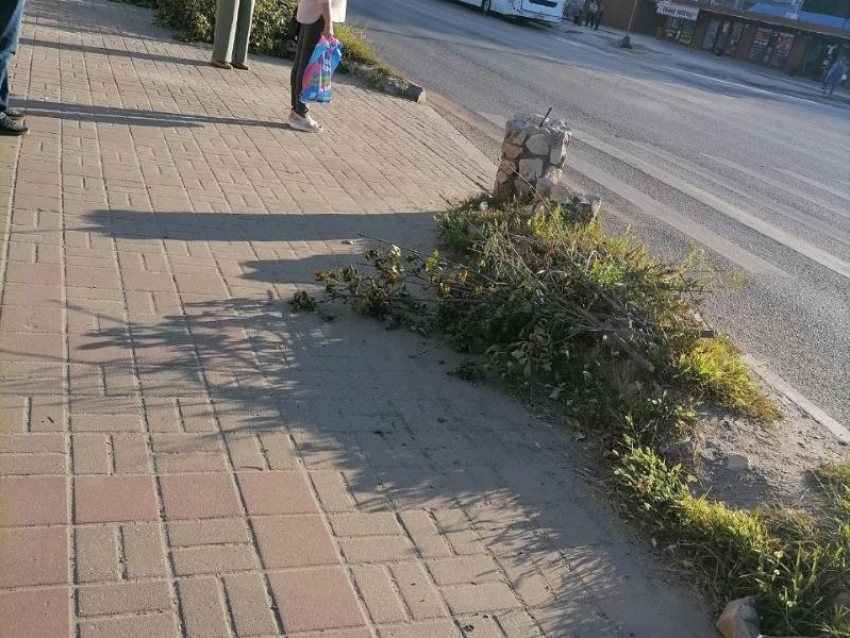 Здоровые деревья спилили у обочины в Левобережном районе Воронежа