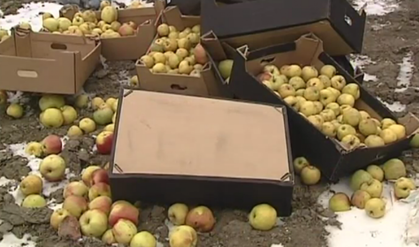 4 тонны польских яблок уничтожили в Воронежской области