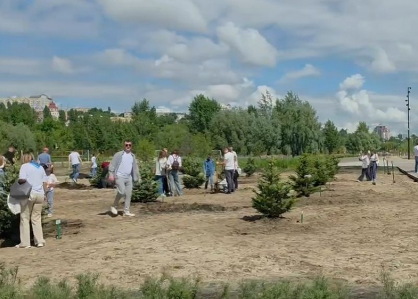 Новая аллея из серебристых елей появилась на Петровской набережной Воронежа