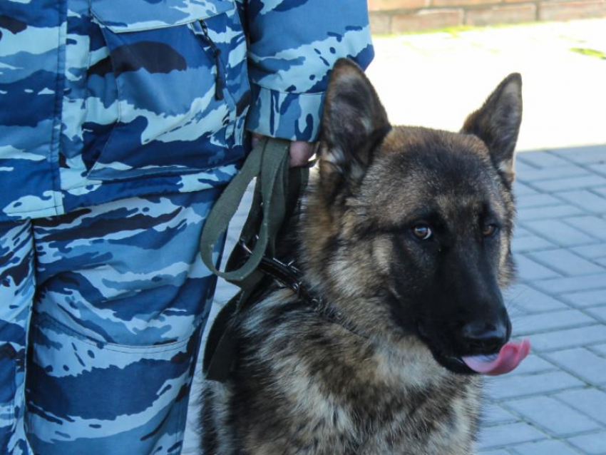 Озвучено число без вести пропавших в Воронежской области