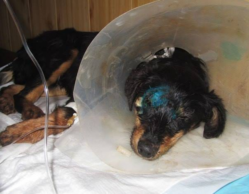 Воронежские ветеринары пытаются спасти изувеченного щенка, которому отрезали язык 