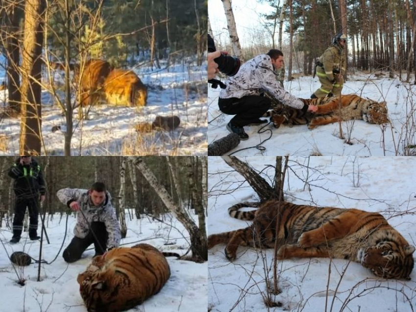 Как 6,5 лет назад разыгралась тигриная драма в воронежском микрорайоне Боровое