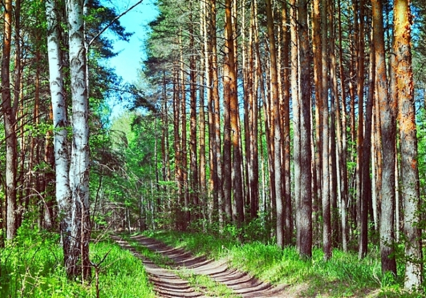Воронежские власти решили за 5 лет восстановить 2,3 тыс га лесов