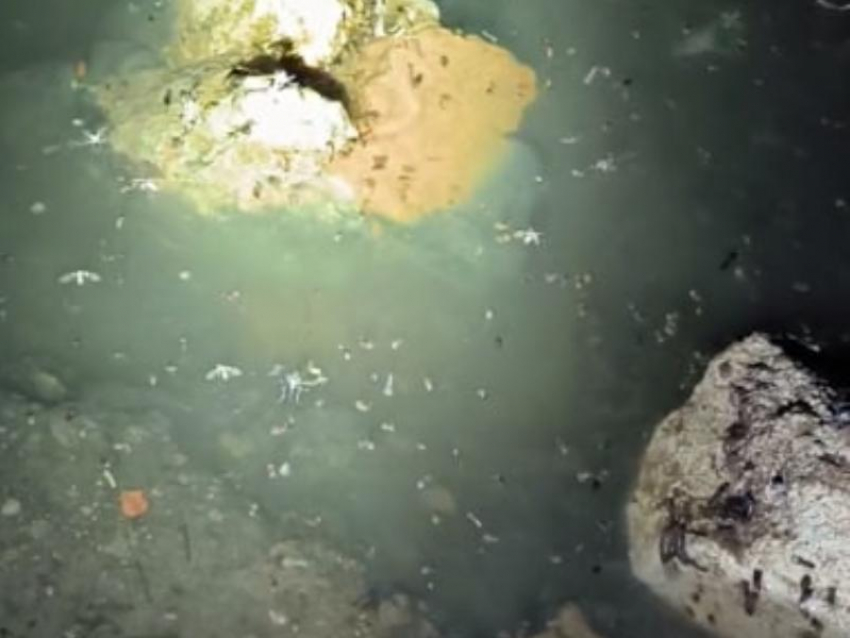 Настоящая мерзость образовалась в подвале воронежского дома