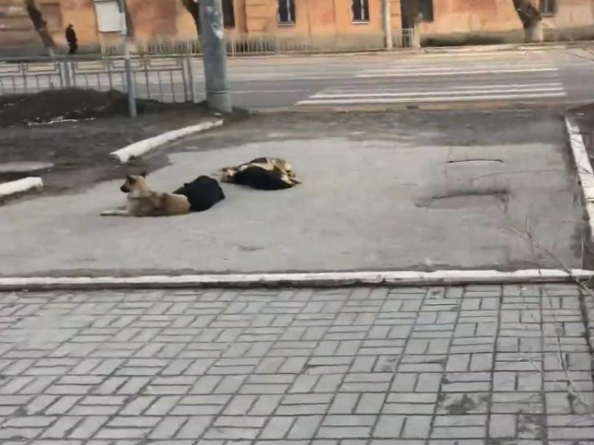 Собачий патруль у школы в Воронеже держит родителей в страхе