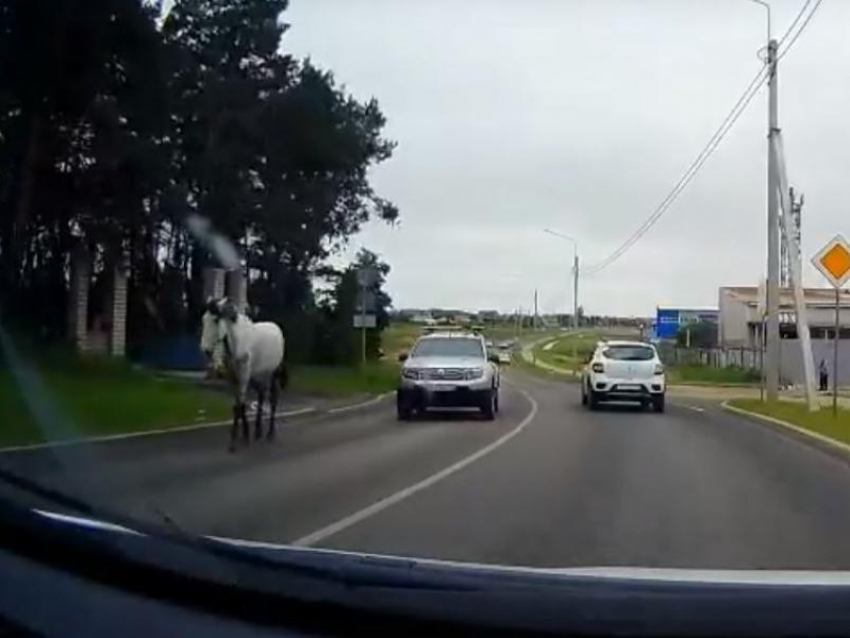 Прогулку неприлично большого домашнего животного заметили в Воронеже