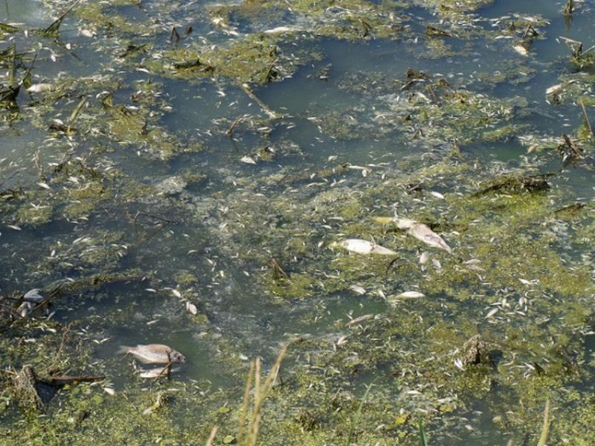 О массовой гибели рыбы сообщили в Воронежской области