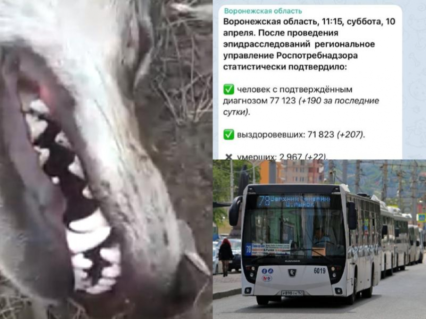 Коронавирус в Воронеже: +190 зараженных, 22 смерти и нападение волчицы на мужчину 