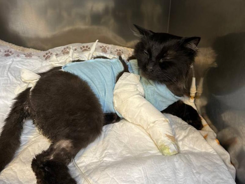 Хозяйка погибшего после лечения в ветклинике Мистера Котика обратилась в полицию