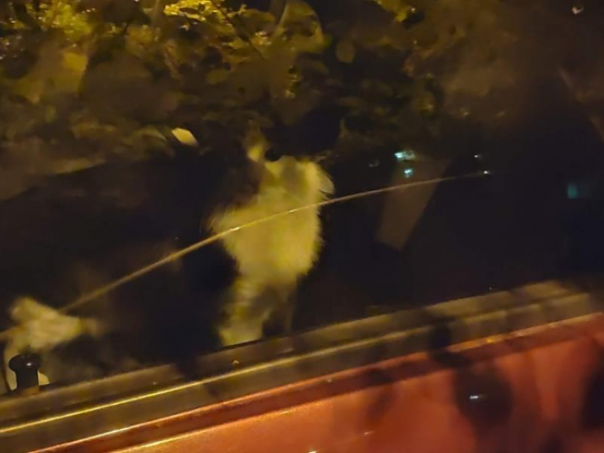Фокус кота-иллюзиониста с машиной растрогал воронежцев