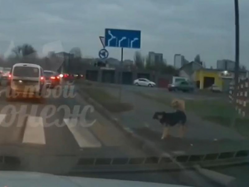 Поступок двух бездомных собак приятно удивил воронежцев