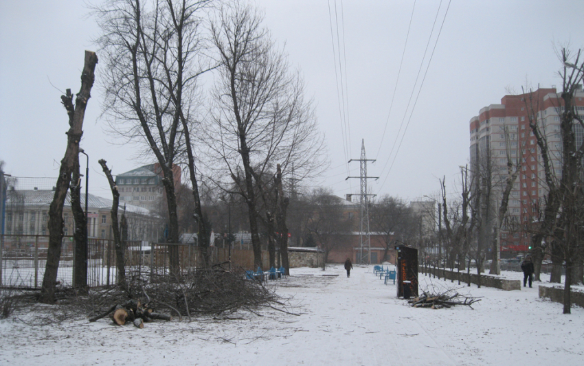 В Комсомольском сквере Воронежа начали спиливать 52 засохших ясеня