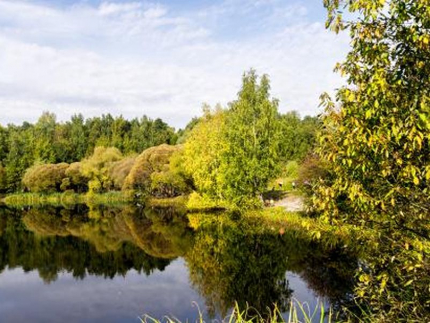 Никто не захотел благоустраивать «Лес Победы» за 11 млн рублей в Воронежской области