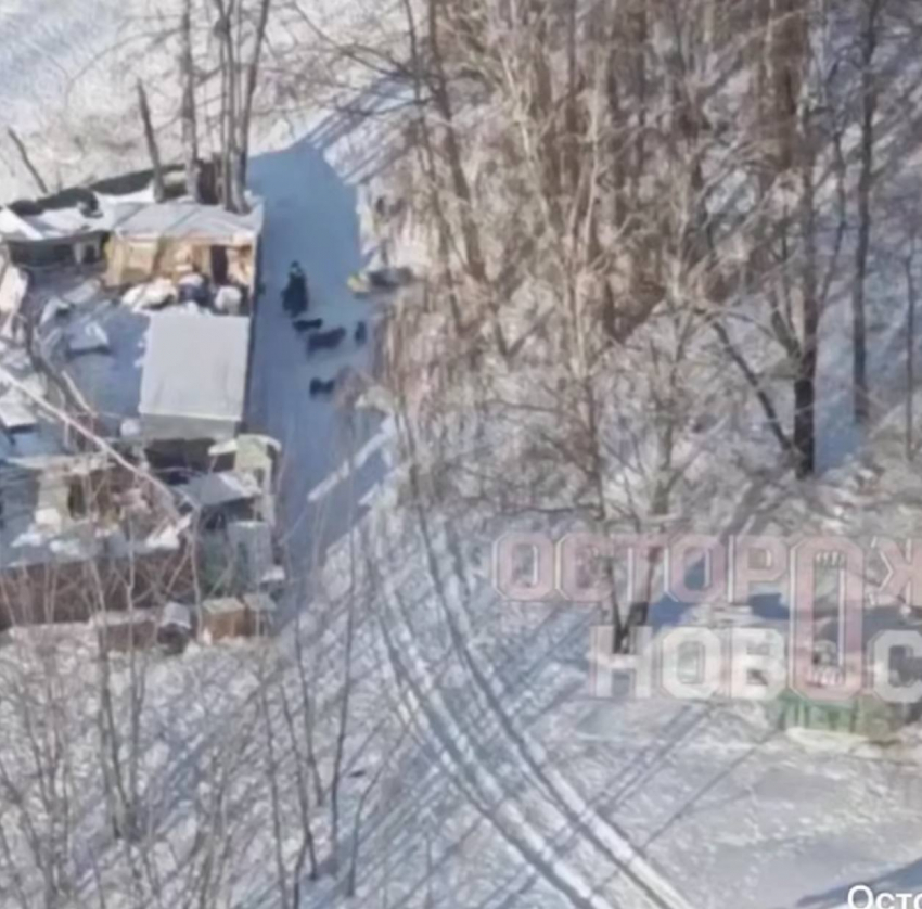 «Трупы сбрасывают в воду»: воронежцы бьют тревогу из-за приюта у водохранилища