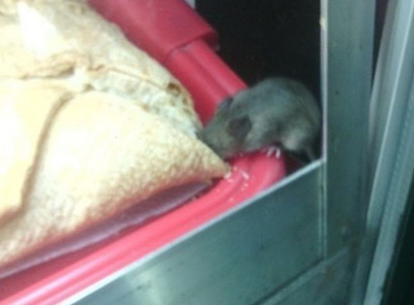 Воронежец пришел в шок от мыши в киоске сети быстрого питания