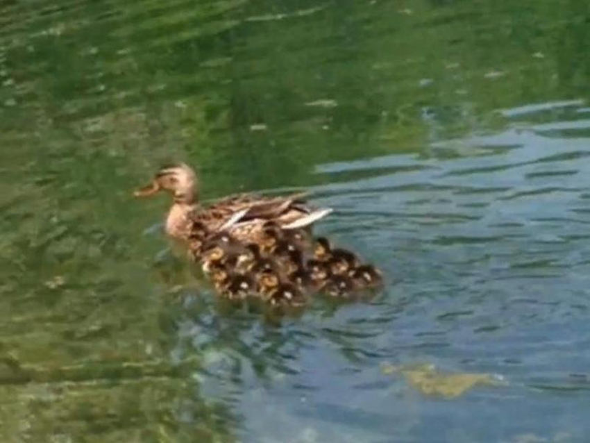 О тяжелой судьбе утят в парке рассказали воронежцы 