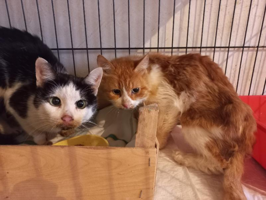 «Ходячие скелеты»: три недели коты жили в квартире с телом мертвой хозяйки в Воронеже 