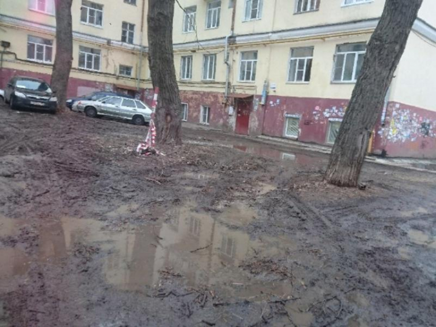 Уродливые последствия аномальной зимы показали в Воронеже