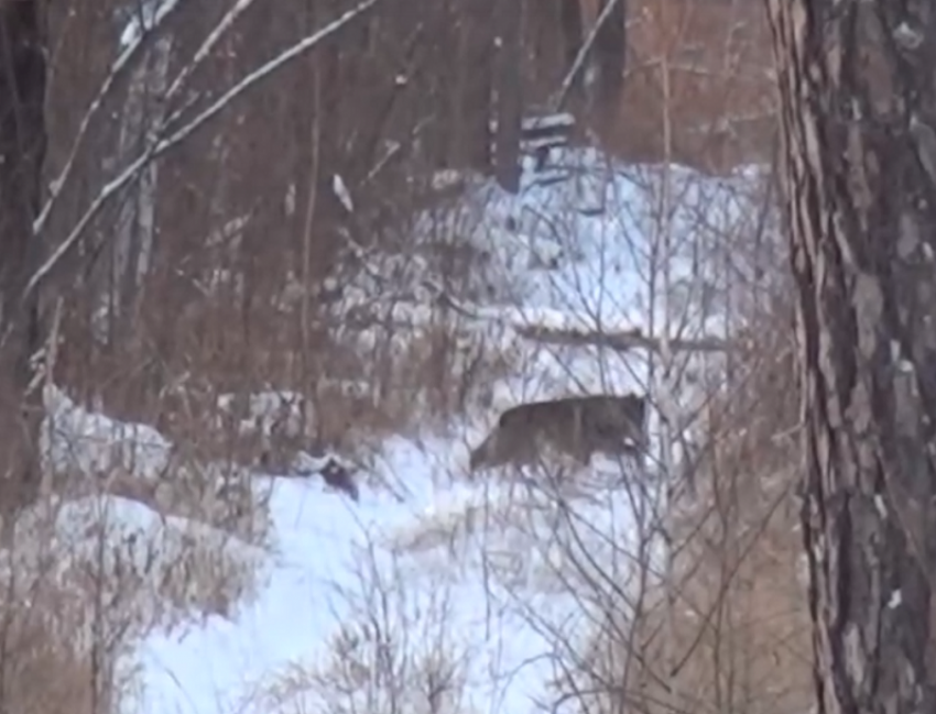О встрече с волком рассказал сотрудник заповедника в Воронеже 