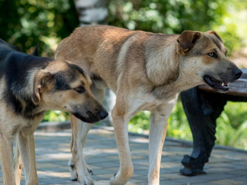 Мэрия заявила об «огромной работе» с бездомными собаками в Воронеже