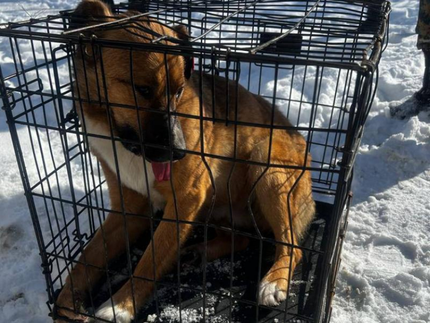 Собаку, укусившую ребенка у мегашколы, отловили в Воронеже