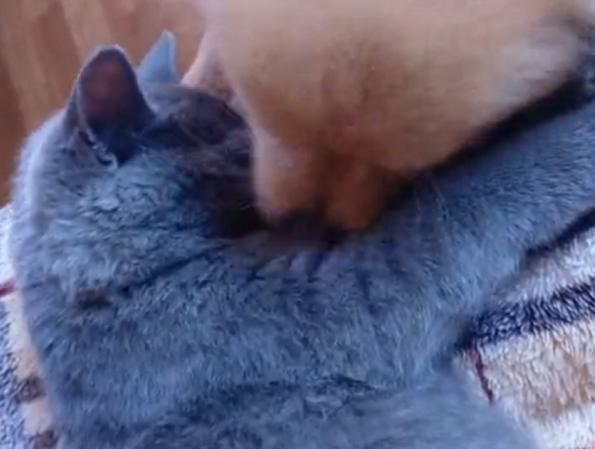 Воронежцы сняли на видео уникальную дружбу кошки и щенков 