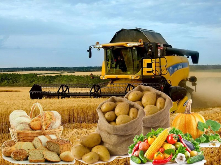 Воронежские аграрии произвели продукции на сотни миллиардов рублей