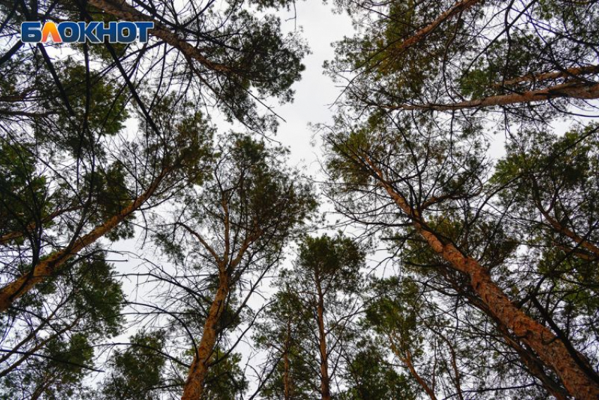 Около 6,6 млн сеянцев появятся в лесничествах Воронежской области