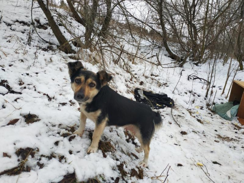 Живодеров, расправившихся с щенками, разыскивают под Воронежем 